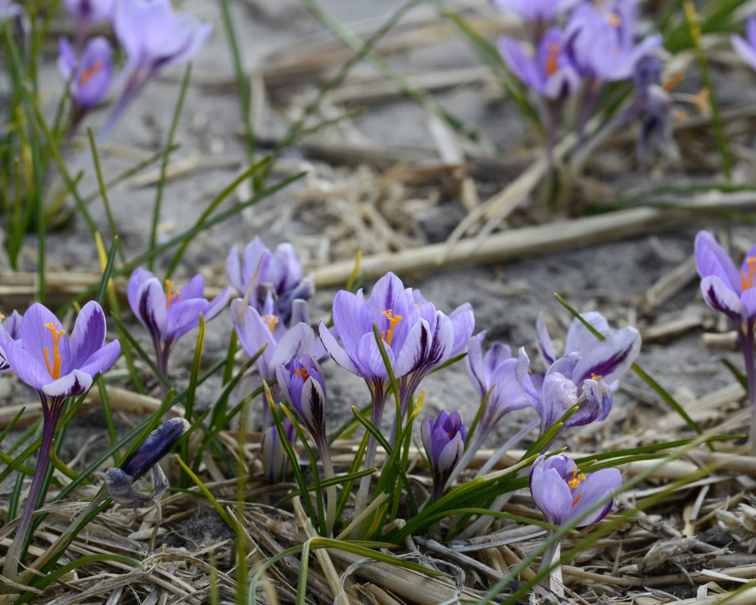 Crocus 'Spring Beauty' 5 Crocus 'Spring Beauty' - Image 5