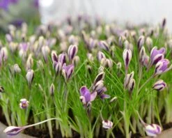Crocus 'Spring Beauty' 14 Crocus 'Spring Beauty' -Plants And Flowers Shop crocus spring beauty 9