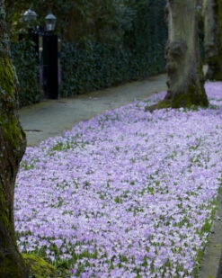Crocus Tommasinianus -Plants And Flowers Shop crocus tommasinianus 1