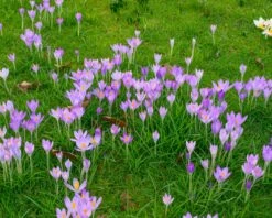 Crocus Tommasinianus -Plants And Flowers Shop crocus tommasinianus 12