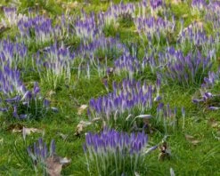 Crocus Tommasinianus -Plants And Flowers Shop crocus tommasinianus 14