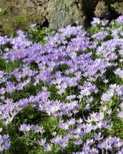 Crocus Tommasinianus -Plants And Flowers Shop crocus tommasinianus 2