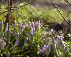 Crocus Tommasinianus -Plants And Flowers Shop crocus tommasinianus 3