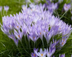 Crocus Tommasinianus -Plants And Flowers Shop crocus tommasinianus 5