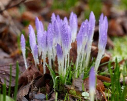Crocus Tommasinianus -Plants And Flowers Shop crocus tommasinianus 6