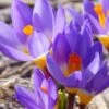 Crocus Sieberi 'Tricolor'