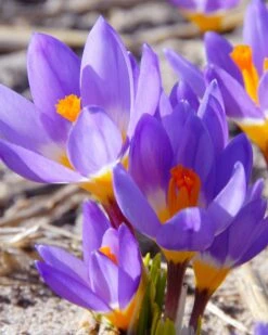 Crocus Sieberi 'Tricolor'