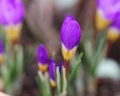 Crocus Sieberi 'Tricolor' -Plants And Flowers Shop crocus tricolor 2 ccbe2c74 daa8 4697 924c bb1c8eb5a191