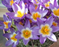 Crocus Sieberi 'Tricolor' -Plants And Flowers Shop crocus tricolor 4