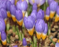 Crocus Sieberi 'Tricolor' -Plants And Flowers Shop crocus tricolor 5
