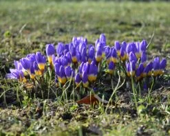 Crocus Sieberi 'Tricolor' -Plants And Flowers Shop crocus tricolor 6