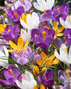 New Products 3 Crocus 'Mixed Colours'
