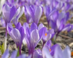 Crocus 'Yalta' -Plants And Flowers Shop crocus yalta 2