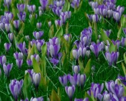 Crocus 'Yalta' -Plants And Flowers Shop crocus yalta 3