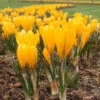 Crocus 'Yellow'