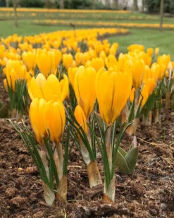 New Products 5 Crocus 'Yellow'