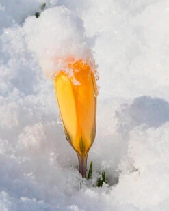 Crocus 'Yellow' -Plants And Flowers Shop crocus yellow 1
