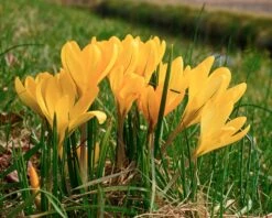 Crocus 'Yellow' -Plants And Flowers Shop crocus yellow 2