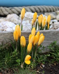 Crocus 'Yellow' -Plants And Flowers Shop crocus yellow