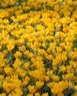 Crocus 'Yellow' -Plants And Flowers Shop crocus yellow 3