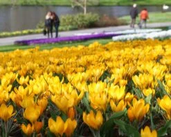 Crocus 'Yellow' -Plants And Flowers Shop crocus yellow 7