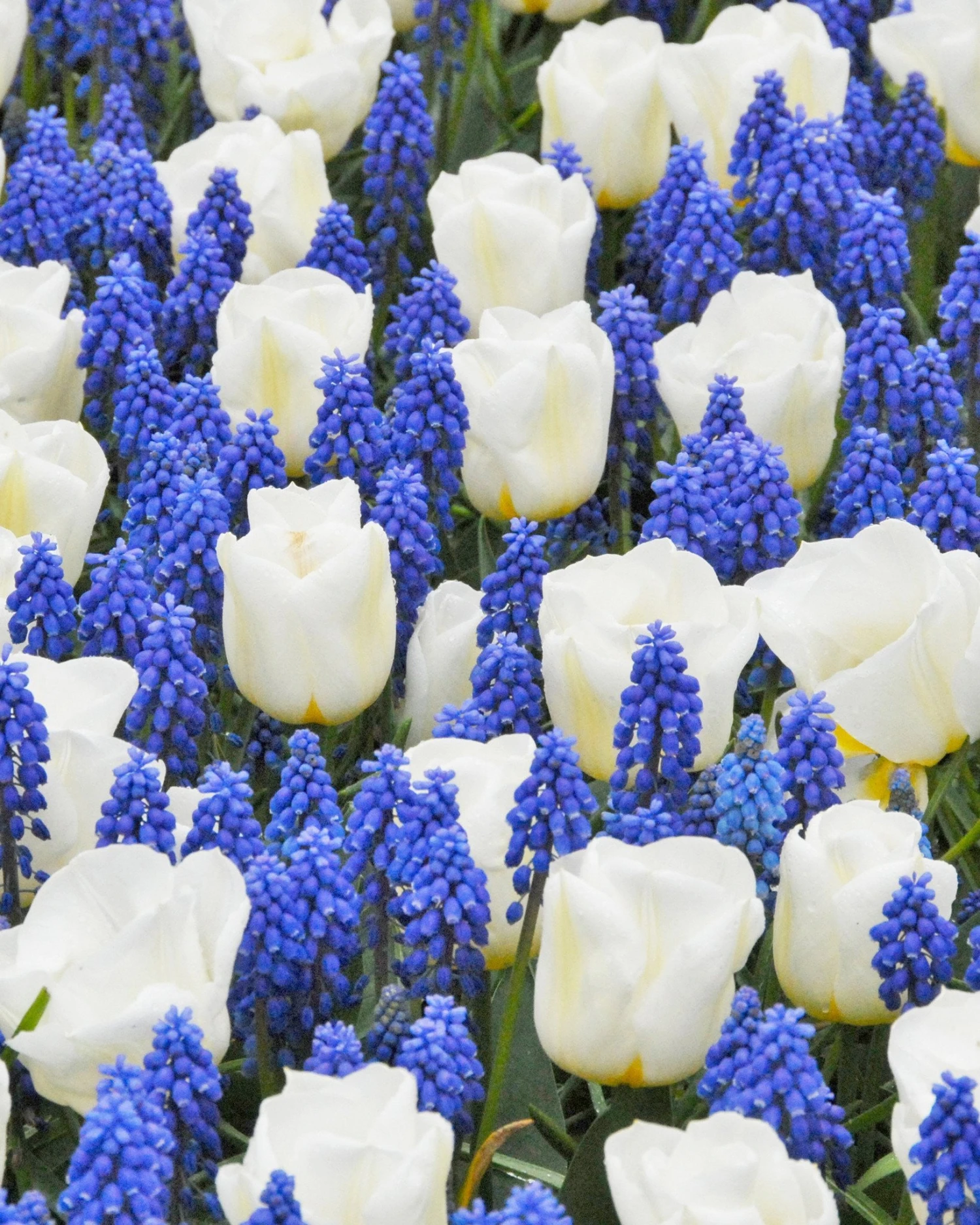 Collection 'Delft Blue' 1 Collection 'Delft Blue'