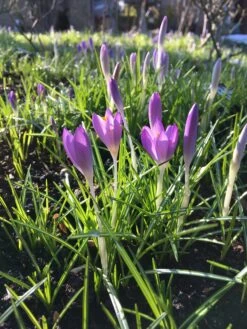Crocus 'Yalta' -Plants And Flowers Shop file 6
