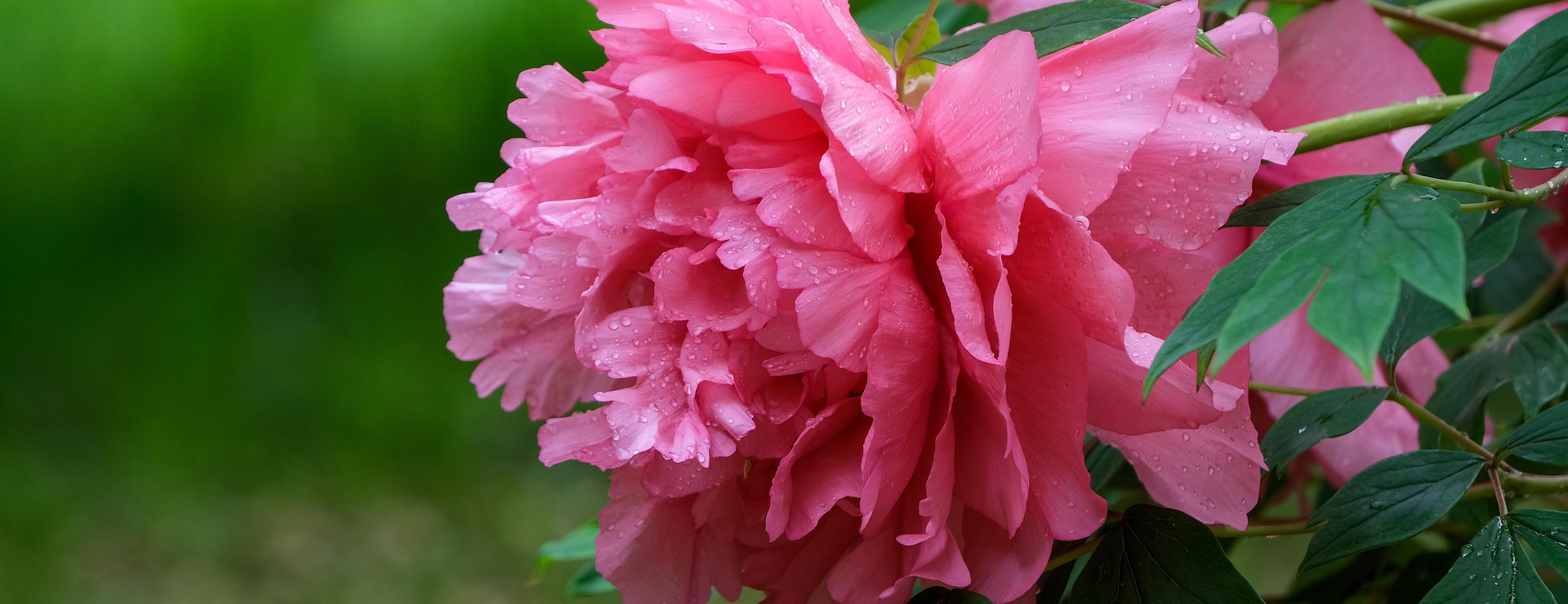 Plants And Flowers Shop -Plants And Flowers Shop flower 7204251 1920