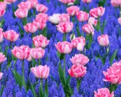 Collection 'Magenta Magic' 8 Collection 'Magenta Magic' -Plants And Flowers Shop magic magenta 2