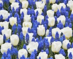 Muscari Armeniacum -Plants And Flowers Shop muscari armeniacum 1