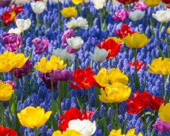 Muscari Armeniacum -Plants And Flowers Shop muscari armeniacum 11