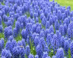Muscari Armeniacum -Plants And Flowers Shop muscari armeniacum 12