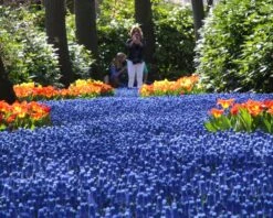 Muscari Armeniacum -Plants And Flowers Shop muscari armeniacum 7