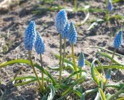 Muscari 'Baby's Breath' -Plants And Flowers Shop muscari baby s breath 1