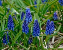 Muscari 'Bling Bling' -Plants And Flowers Shop muscari bling bling 1