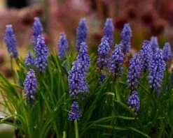 Muscari 'Bling Bling' -Plants And Flowers Shop muscari bling bling 10