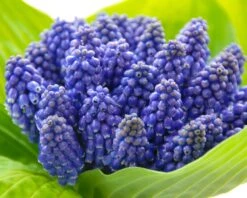 Muscari 'Bling Bling' -Plants And Flowers Shop muscari bling bling 3