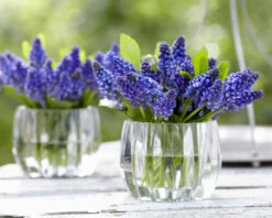Muscari 'Bling Bling' -Plants And Flowers Shop muscari bling bling 4