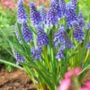 Muscari 'Bling Bling'