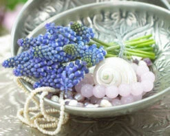 Muscari 'Bling Bling' -Plants And Flowers Shop muscari bling bling 7