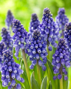 Muscari 'Bling Bling' -Plants And Flowers Shop muscari bling bling 8