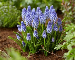Muscari 'Bling Bling' -Plants And Flowers Shop muscari bling bling 9