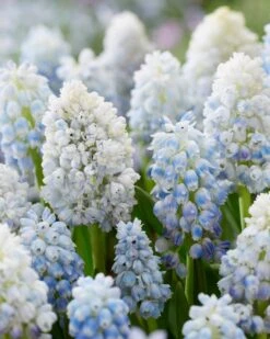 Muscari 'Nature's Beauty' -Plants And Flowers Shop muscari double beauty 1