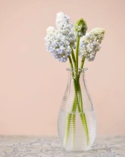 Muscari 'Nature's Beauty' -Plants And Flowers Shop muscari double beauty 4