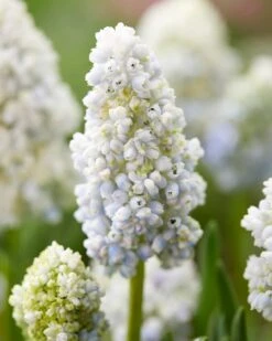 Muscari 'Nature's Beauty' -Plants And Flowers Shop muscari double beauty 5