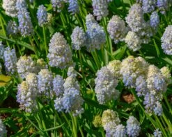Muscari 'Nature's Beauty' -Plants And Flowers Shop muscari double beauty 6