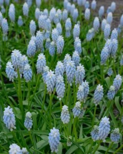 Muscari 'Esther' -Plants And Flowers Shop muscari esther 1