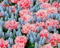 Muscari 'Esther' -Plants And Flowers Shop muscari esther 3