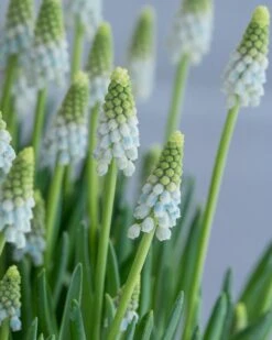 Muscari 'Esther' -Plants And Flowers Shop muscari esther 4