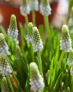 Muscari 'Esther' -Plants And Flowers Shop muscari esther 7